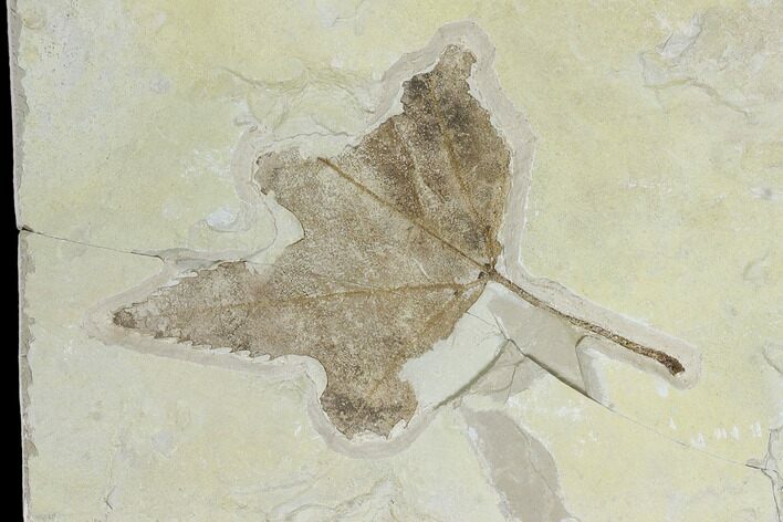 Fossil Maple (Acer) Leaf - Green River Formation, Utah #118029
